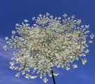 wild carrot